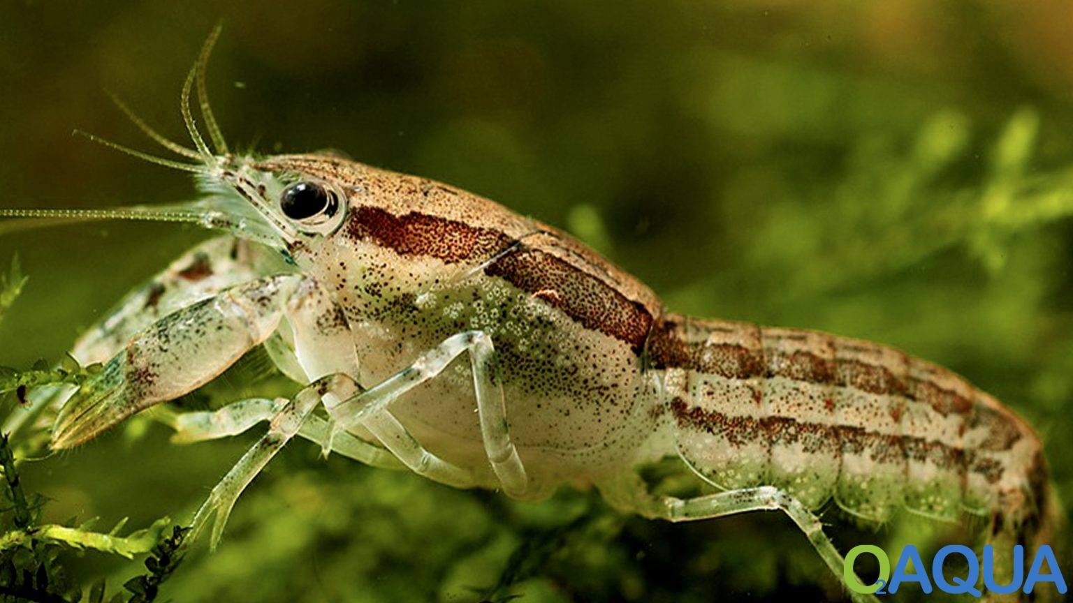 Texanus Zwergkrebs Cambarellus Texanus Pair Texanus Dwarf Crayfish