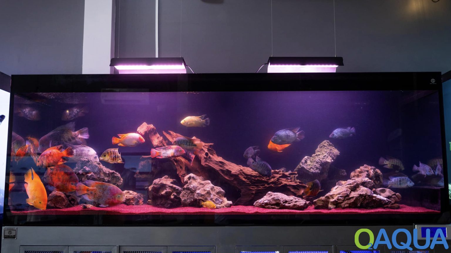 Aquarium F R Anf Nger Einrichten Eine Detaillierte Anleitung F R Deine