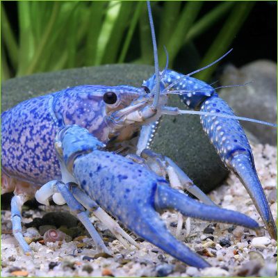 Crayfish-Garnelen