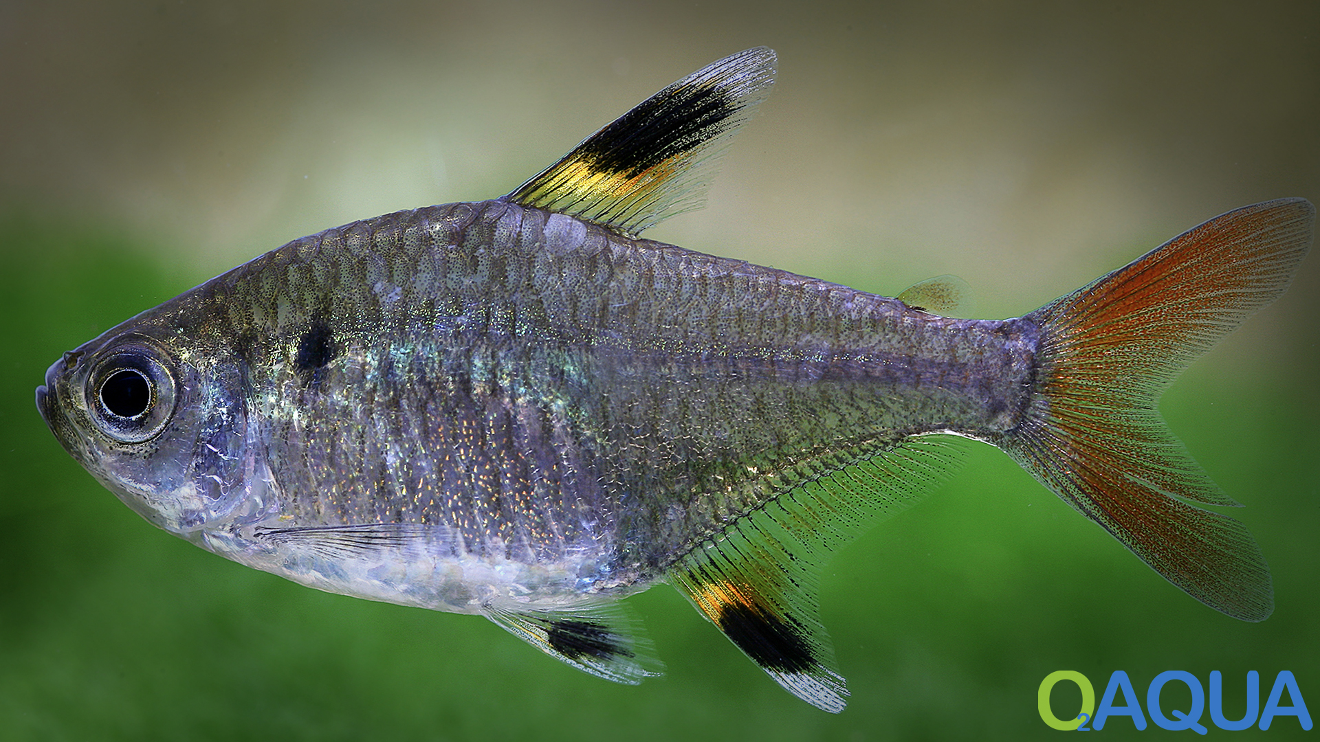 Fischartenprofil Sternflecksalmler (Pflege, Lebensraum, Fortpflanzung ...