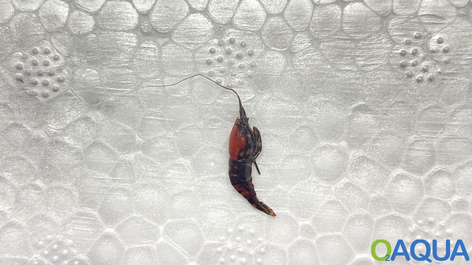 Garnelen im Aquarium sterben Warum sterben Garnelen trotz guter Wasserwerte?