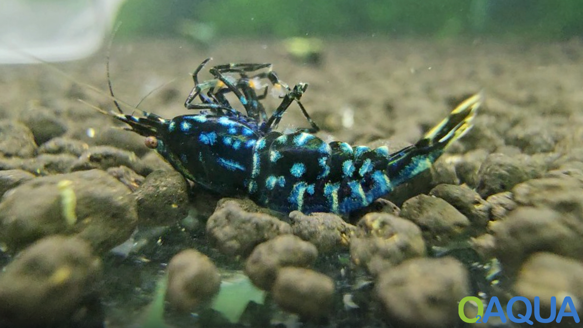 Garnelen im Aquarium sterben: Warum sterben Garnelen trotz guter ...