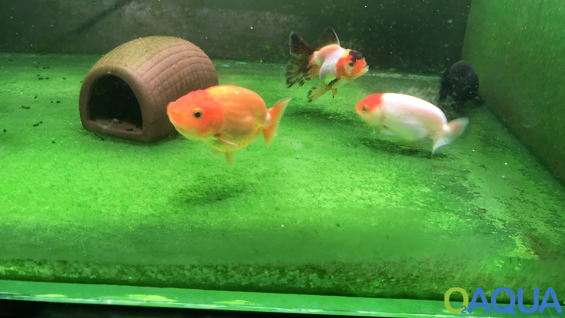 Aquarium Höhlen 12x12cm Mit 2 Eingängen - Stabile Verstecke Für Fische & Reptilien