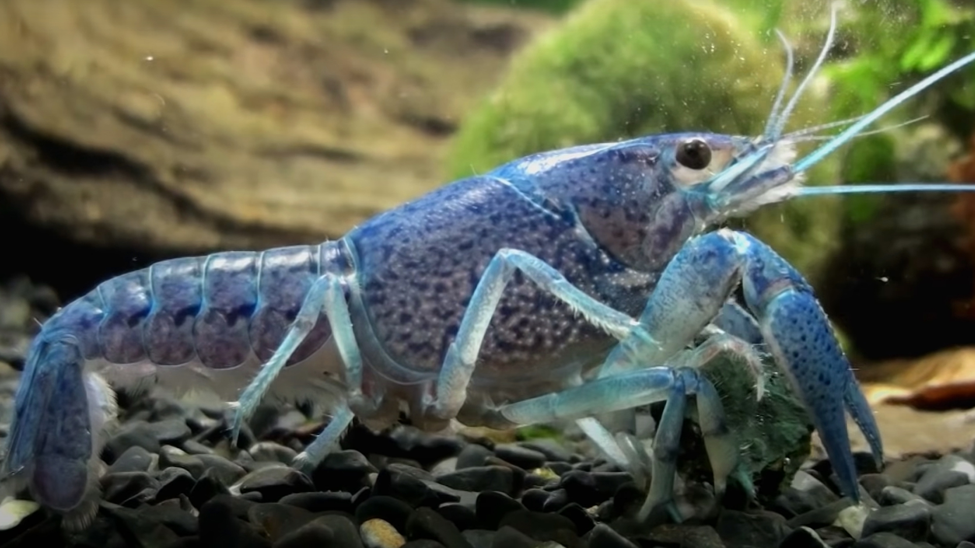 Aquarium Mit Krebsen