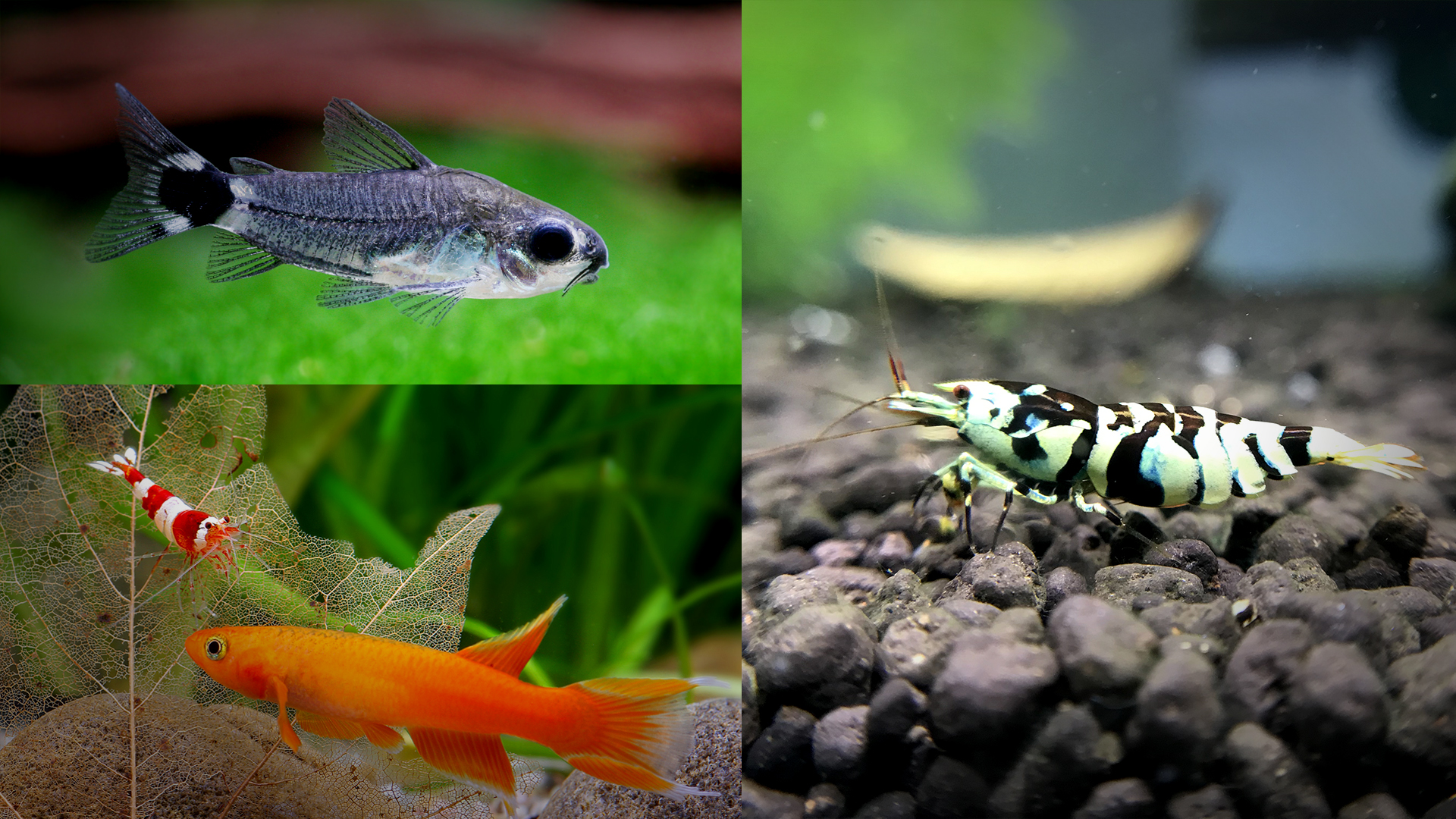Welche Fische vertragen sich mit Garnelen?